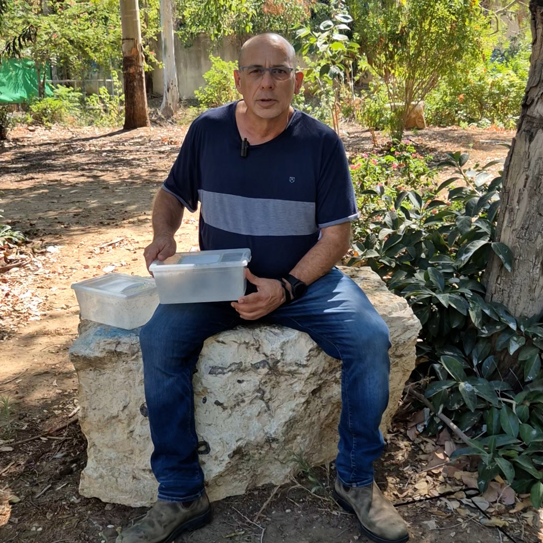 קריית אונו נגד הנמר האסייתי: הדברה ביולוגית באמצעות פיזור יתושים עקרים